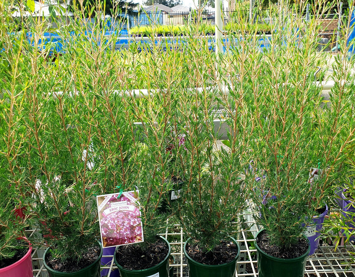 Chamelaucium ciliatum x Verticordia plumosa - ERIC JOHN - Geraldton Wax