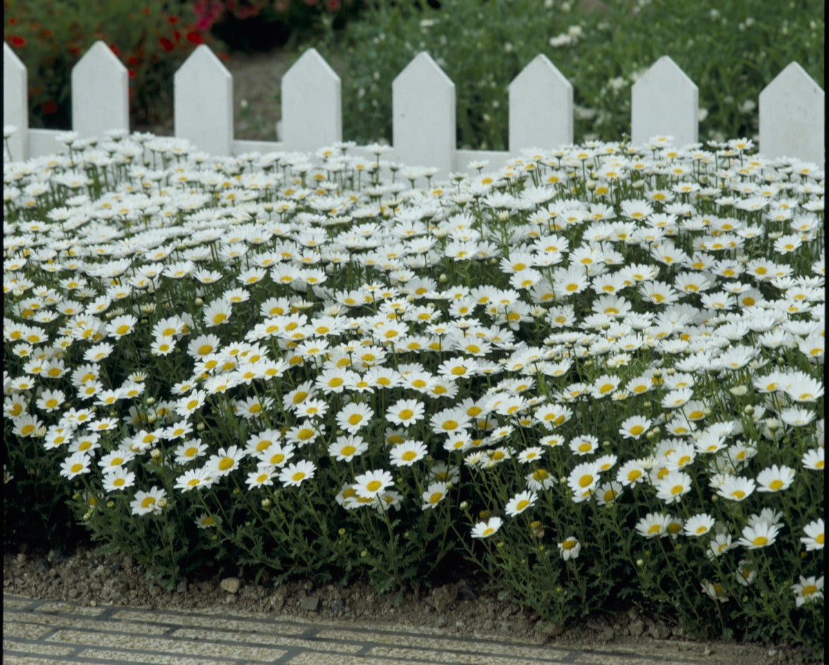 Marguerite Daisy Mini - SNOWLAND - Leucanthemum paludosum