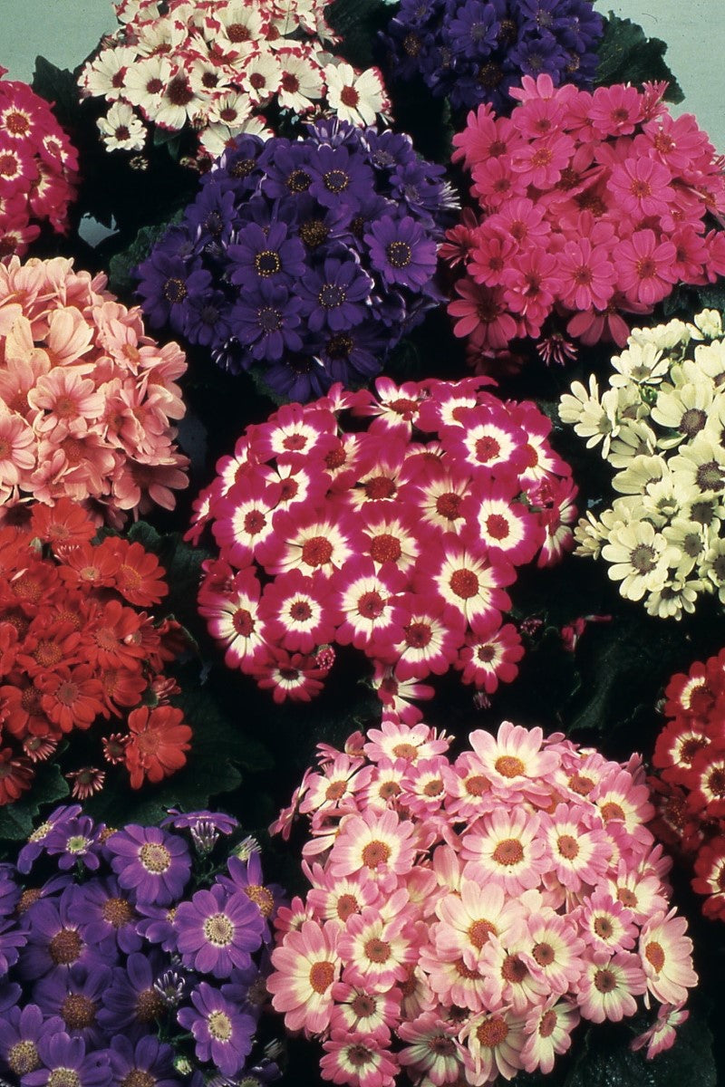 Florists Cineraria - MULTIDWARF Mixed - Pericallis cruenta x lanata