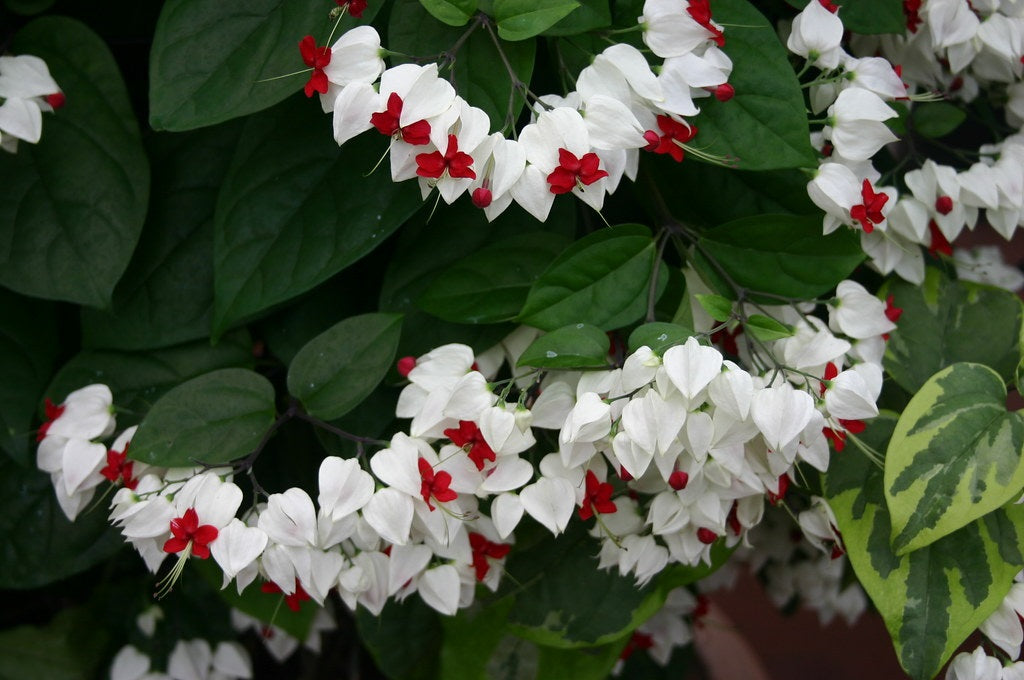 Clerodendrum thomsoniae - Bleeding Heart Vine