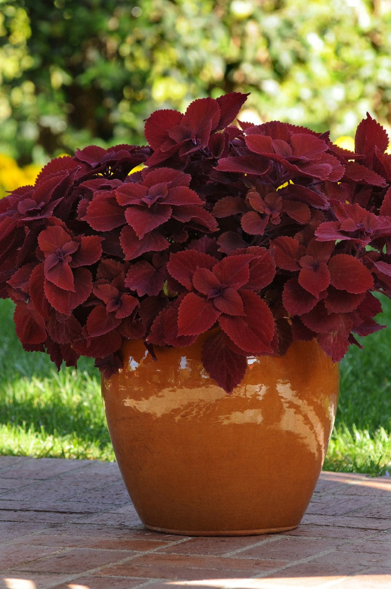 Coleus scutellarioides - REDHEAD - Painted Nettle