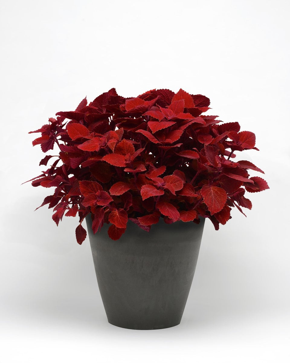 Coleus scutellarioides - RUBY SLIPPER - Painted Nettle