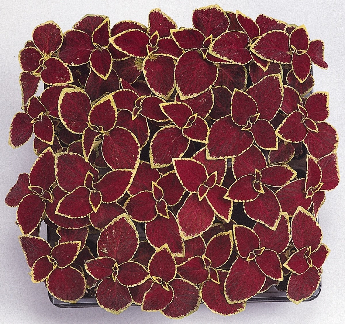 Coleus scutellarioides - SCARLET - Painted Nettle