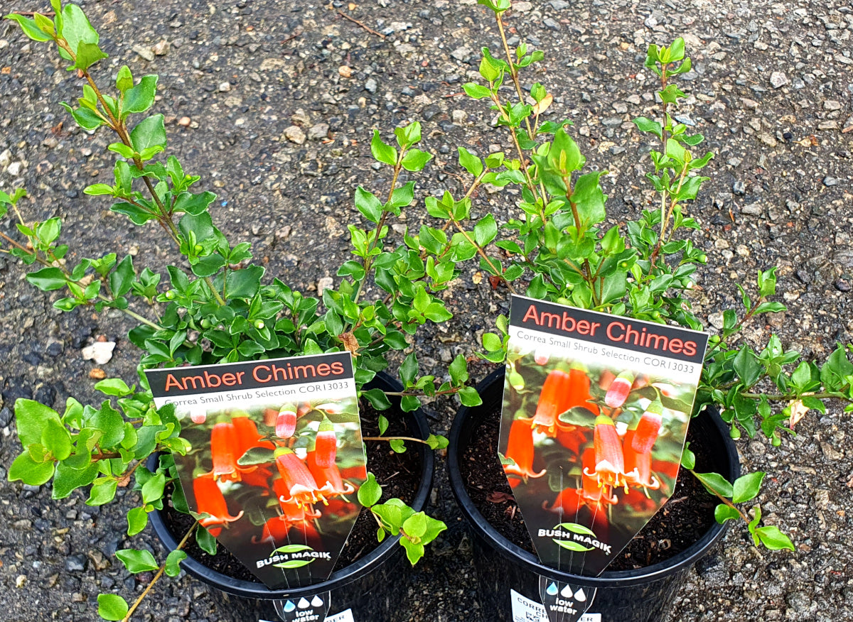Correa pulchella - AMBER CHIMES - Salmon Native Fuchsia 'COR13033' PBR