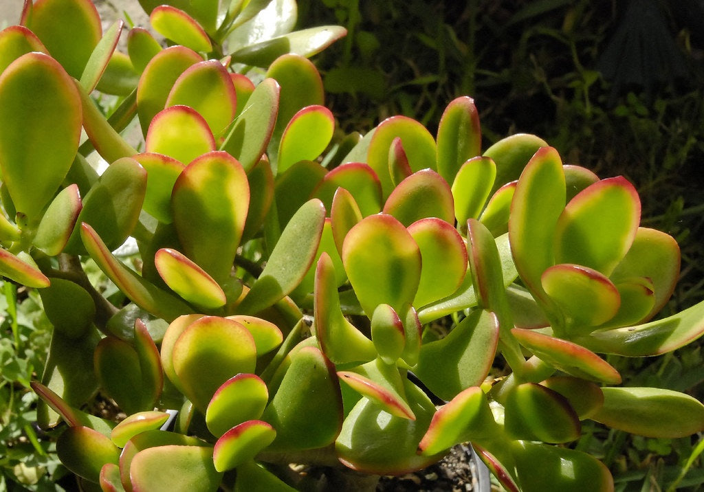 Crassula ovata - HUMMELS SUNSET - Jade Plant