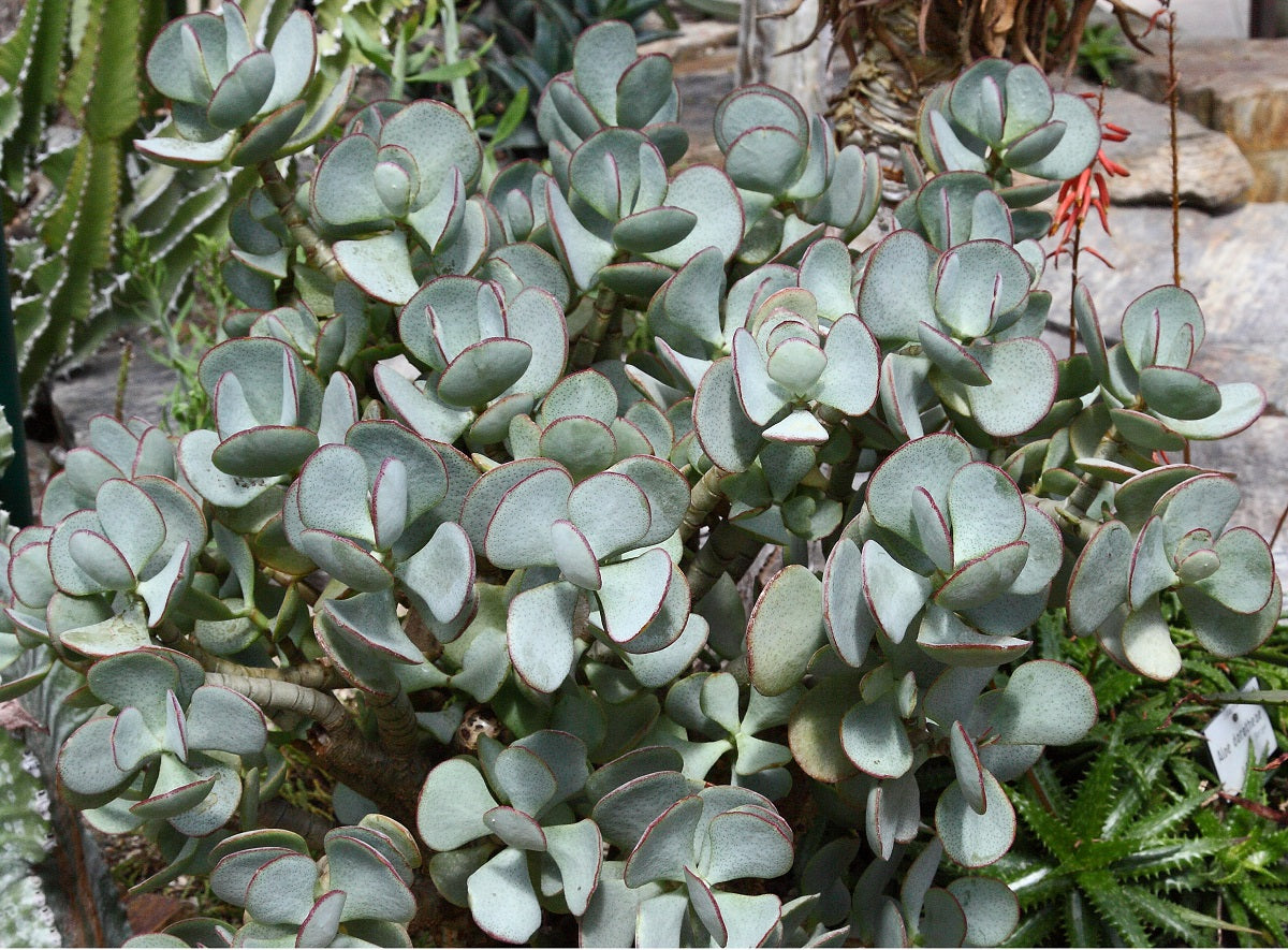 Crassula arborescens - Silver Jade