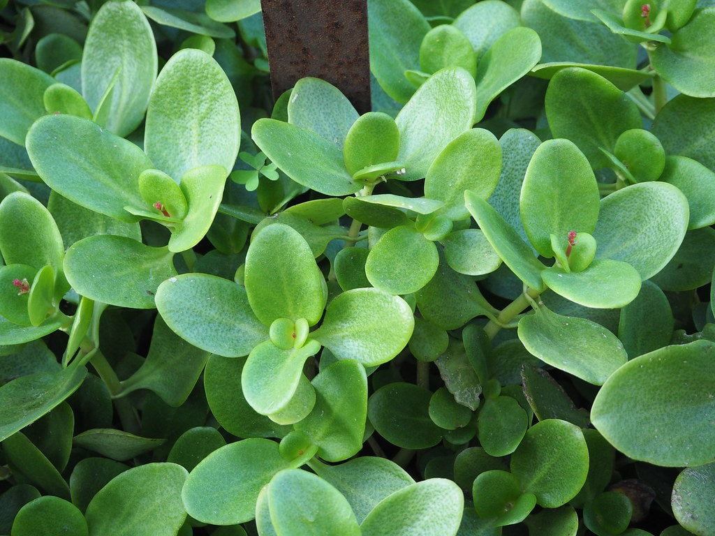 Crassula multicava - Fairy Crassula
