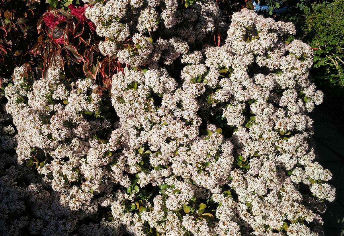 Crassula ovata - Jade Plant