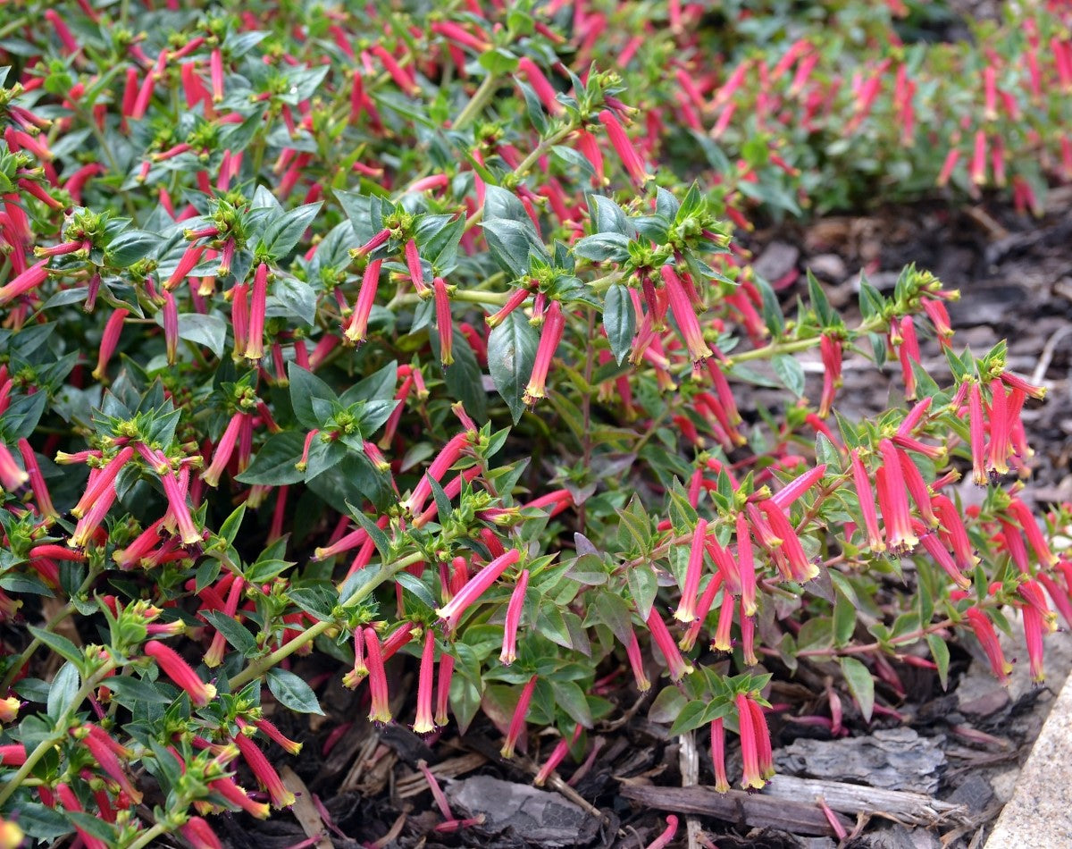 Cuphea - HONEYBELLS - Cigar Plant