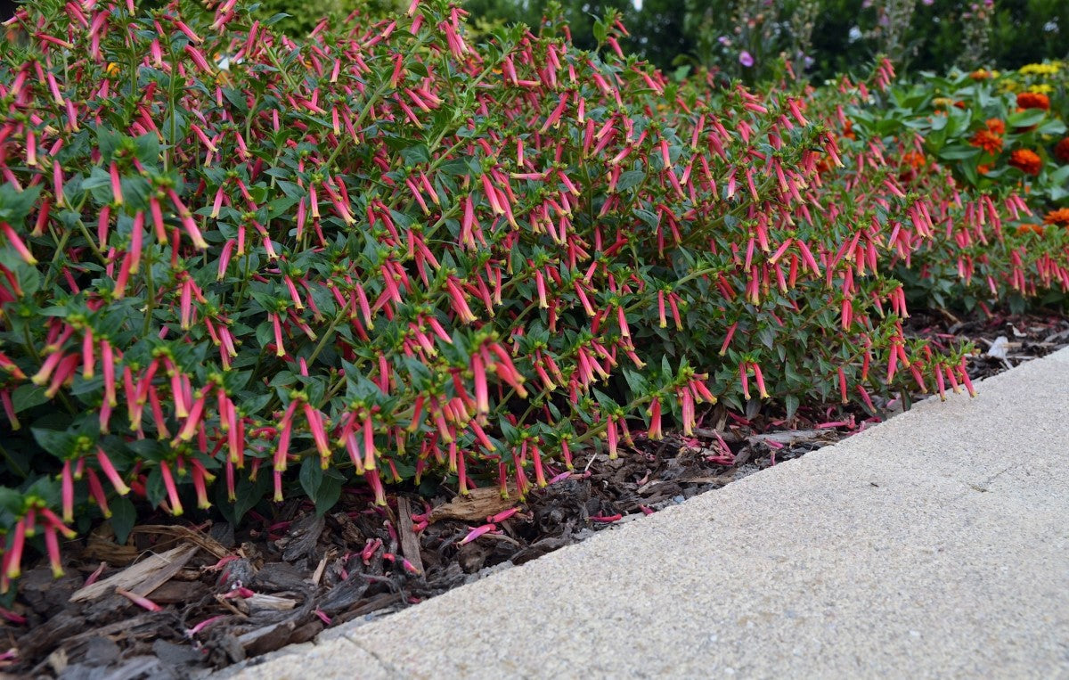 Cuphea - HONEYBELLS - Cigar Plant