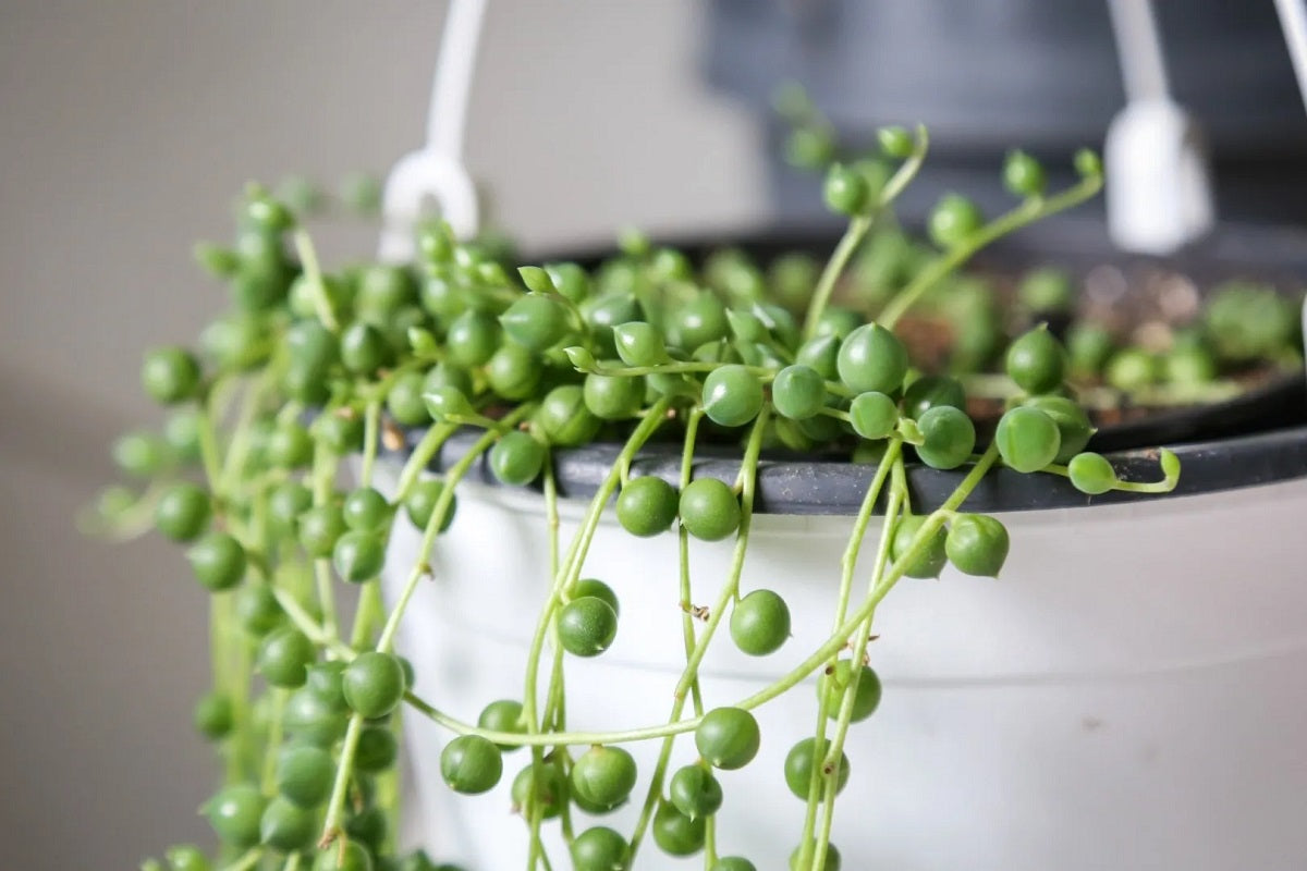 Curio rowleyanus - String of Pearls