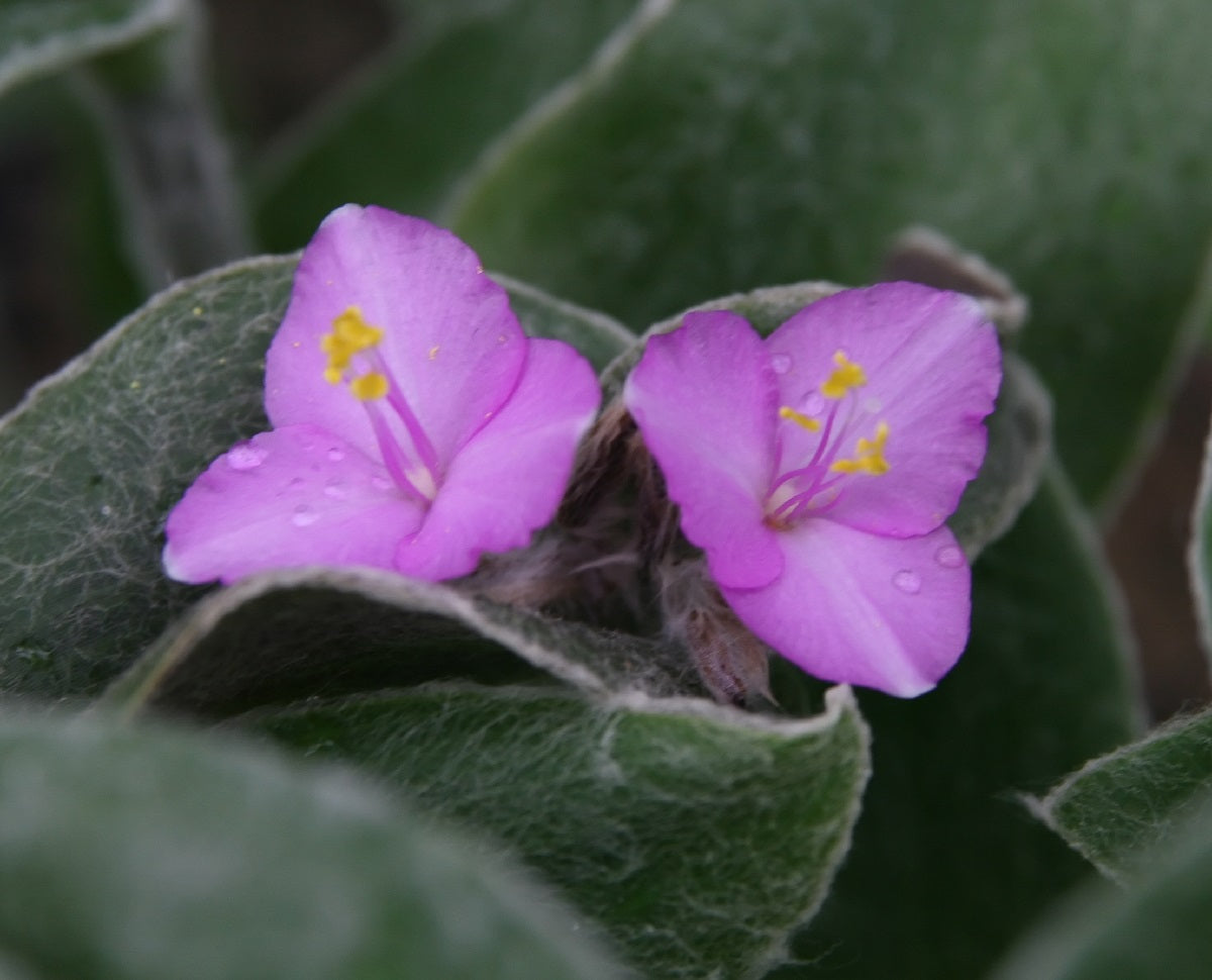 Cyanotis somaliensis - Kitten Ears