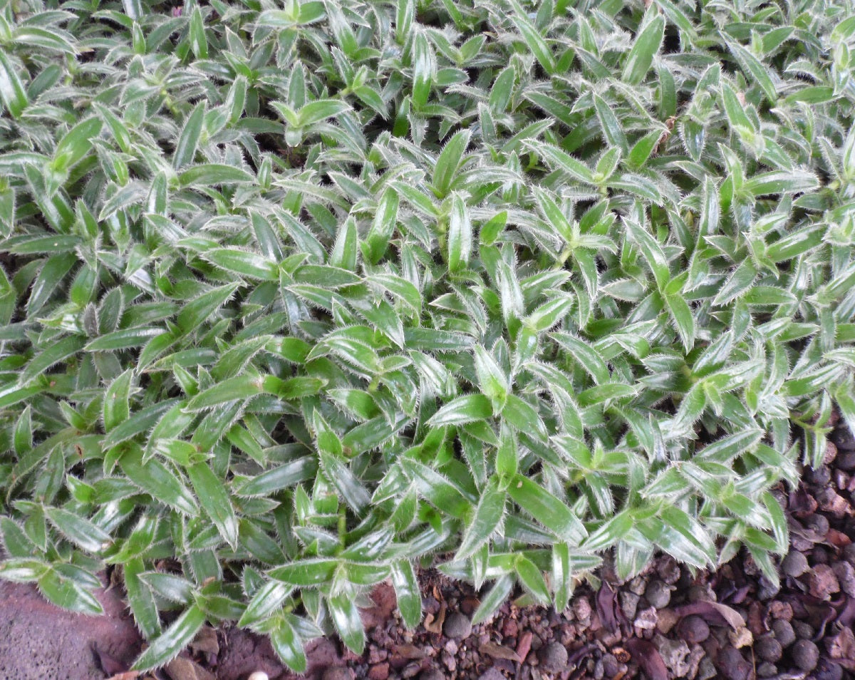 Cyanotis somaliensis - Kitten Ears