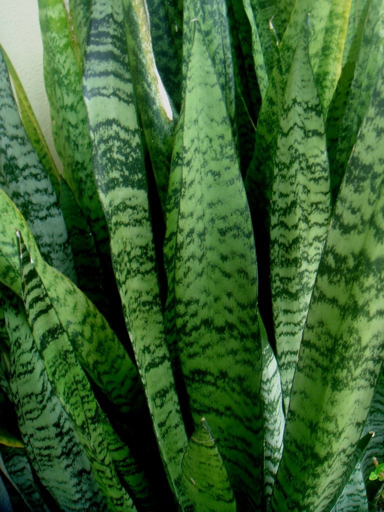 Dracaena trifasciata - ZEYLANICA - Dwarf Snake Plant Sansevieria