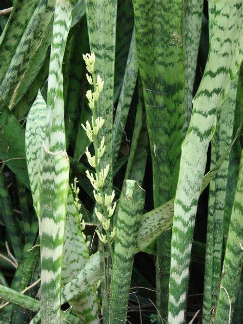 Dracaena trifasciata - ZEYLANICA - Dwarf Snake Plant Sansevieria