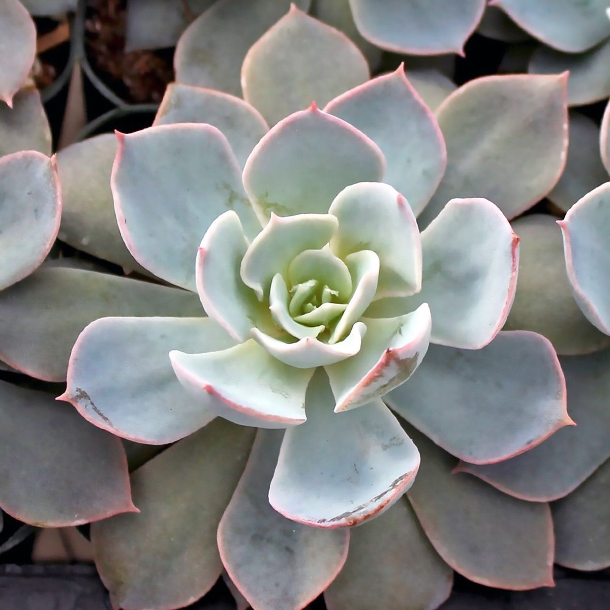Echeveria - MORNING BEAUTY - Mexican Hen and Chicks