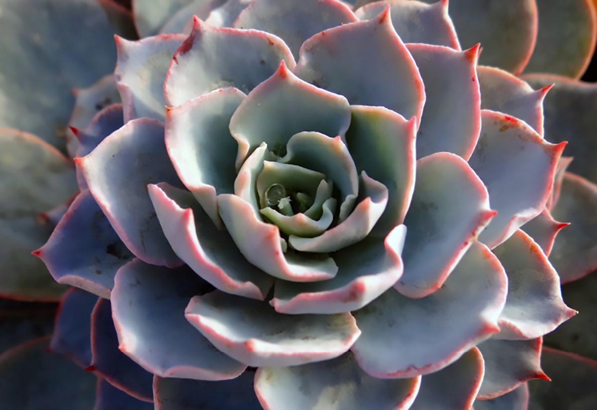 Echeveria - MORNING BEAUTY - Mexican Hen and Chicks
