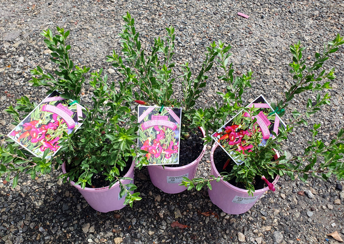 Eremophila maculata - PINK PASSION - Spotted Emu Bush