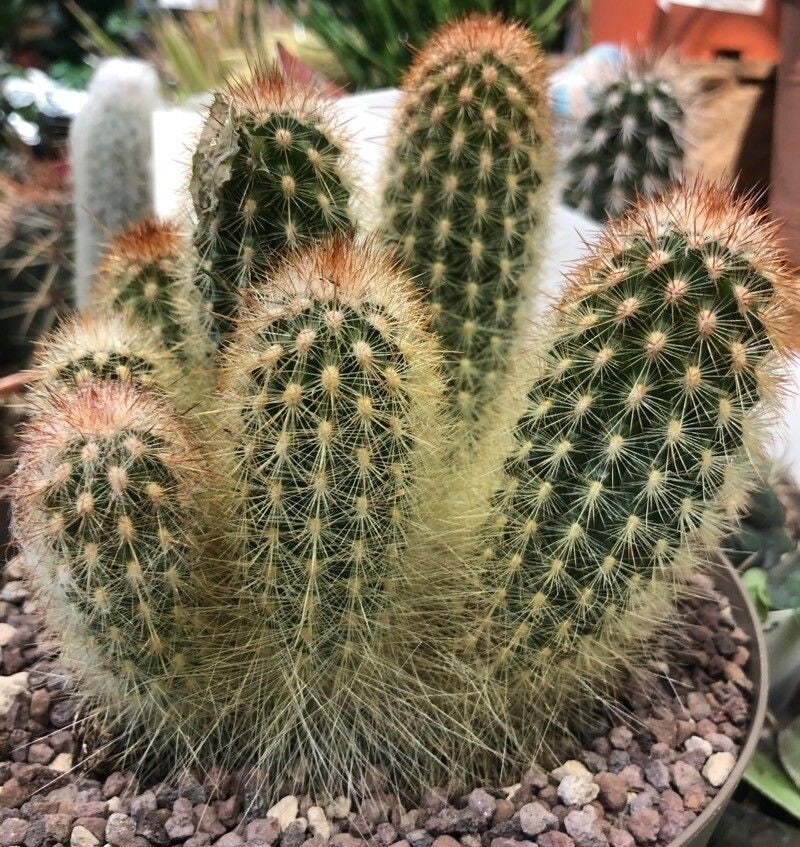 Espostoa mirabilis - Flower of Prayer