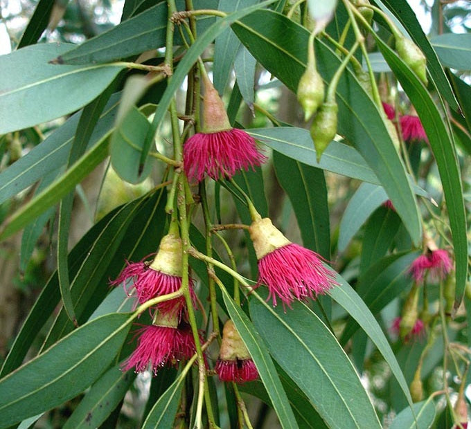 Eucalyptus leucoxylon - EUKY DWARF - Yellow Gum