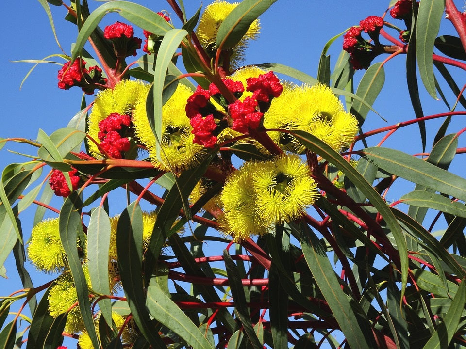 Eucalyptus erythrocorys - Red-Capped Gum