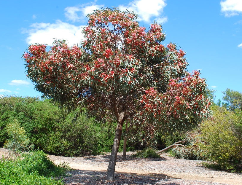 Eucalyptus torquata - Coral Gum