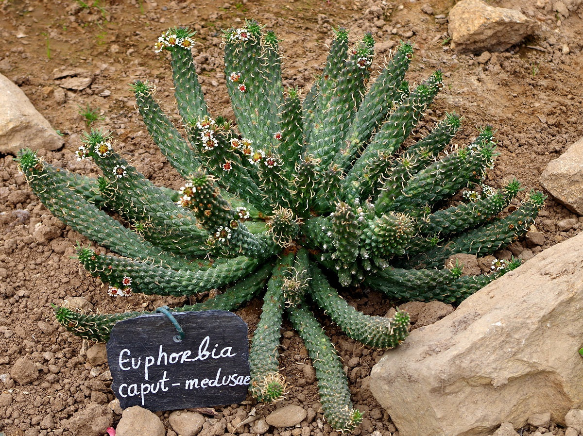 Euphorbia caput-medusae - Medusas Head