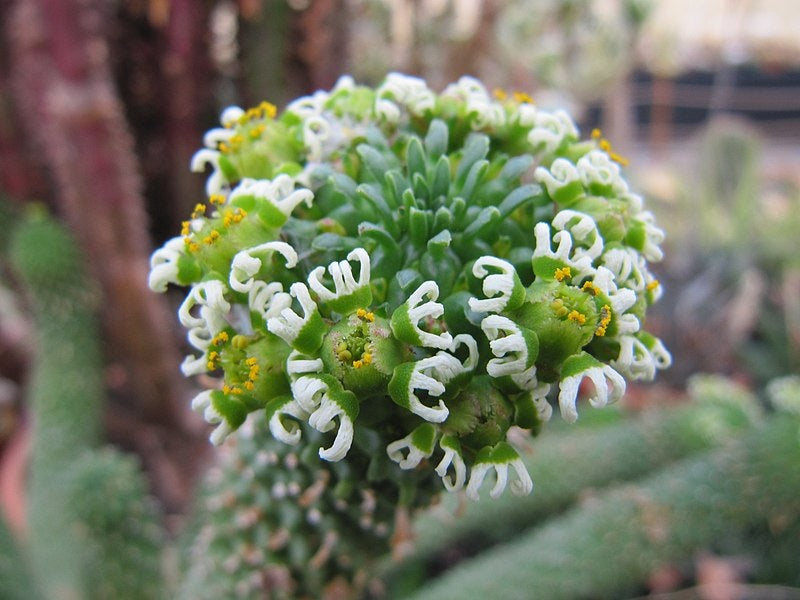 Euphorbia caput-medusae - Medusas Head