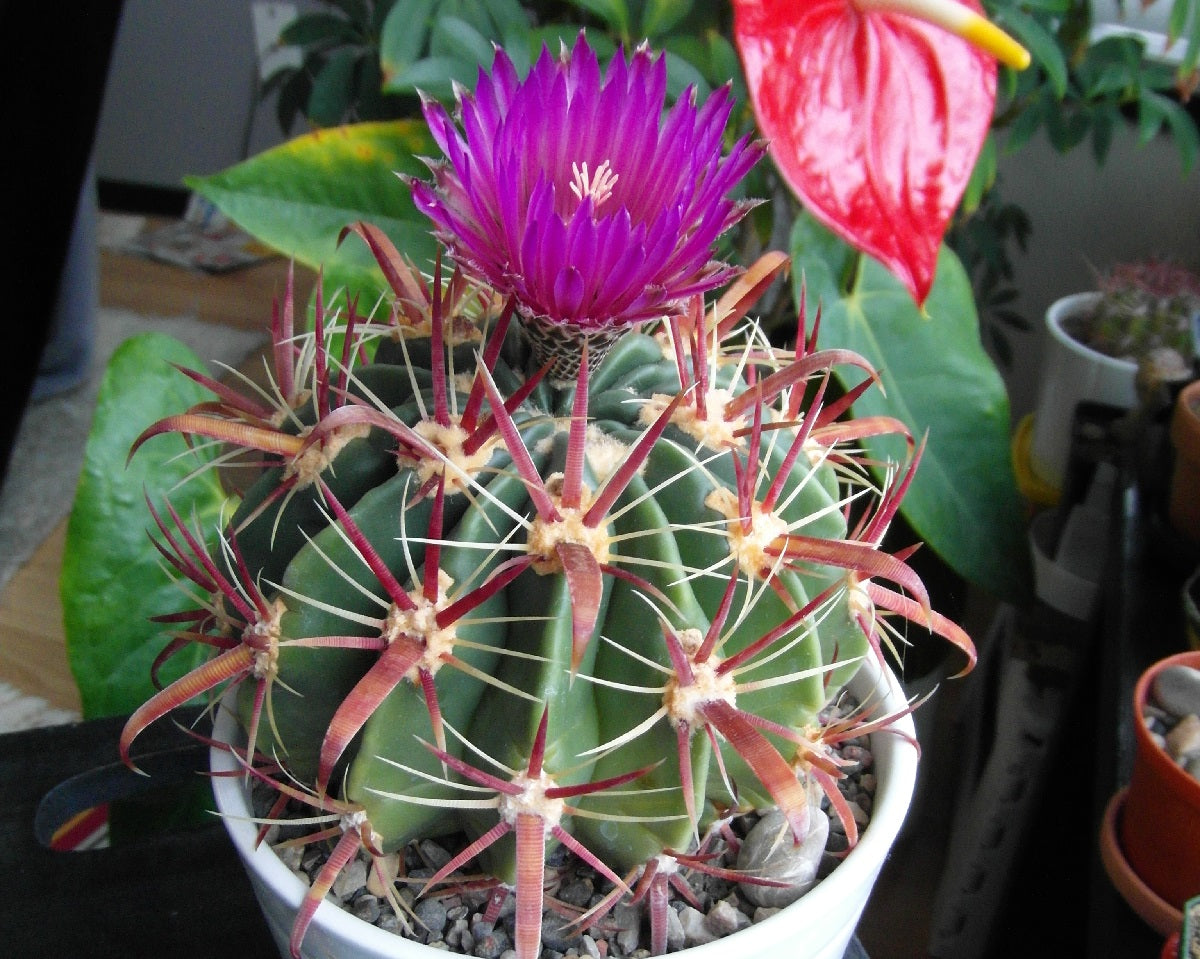 Ferocactus latispinus - Devils Tongue Barrel