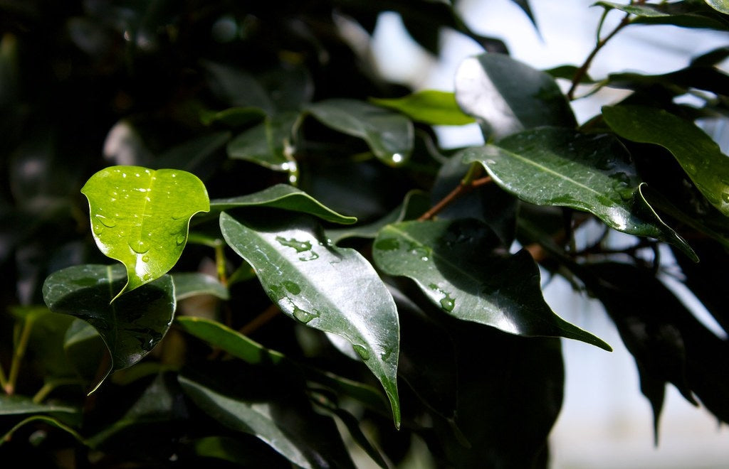 Ficus benjamina - MIDNIGHT BEAUTY - Weeping Fig 'MIDNIGHT BEAUTY' PBR