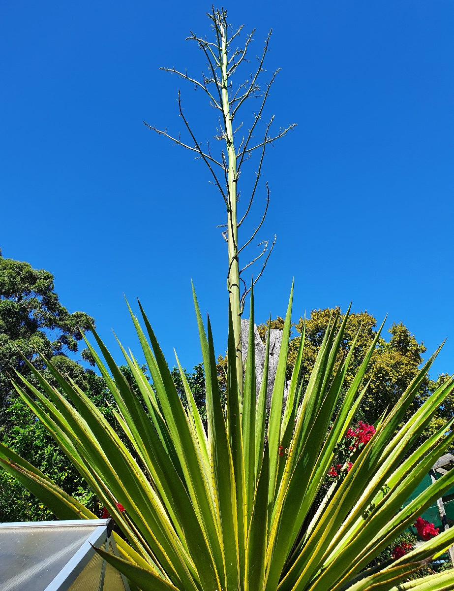 Furcraea selloana - Variegated False Agave