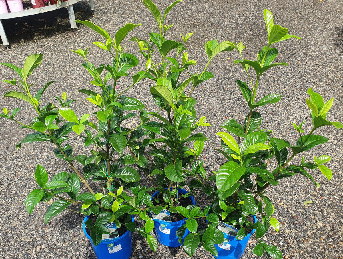 Gardenia jasminoides - AIMEE YOSHIBA - Cape Jasmine