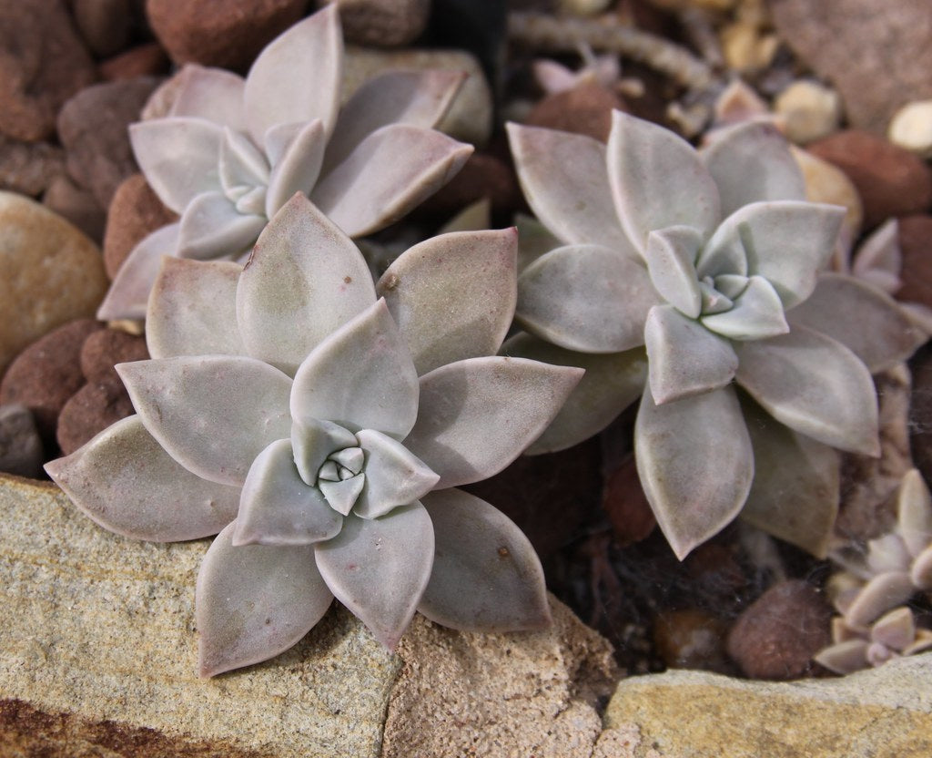 Graptopetalum paraguayense - Ghost Plant