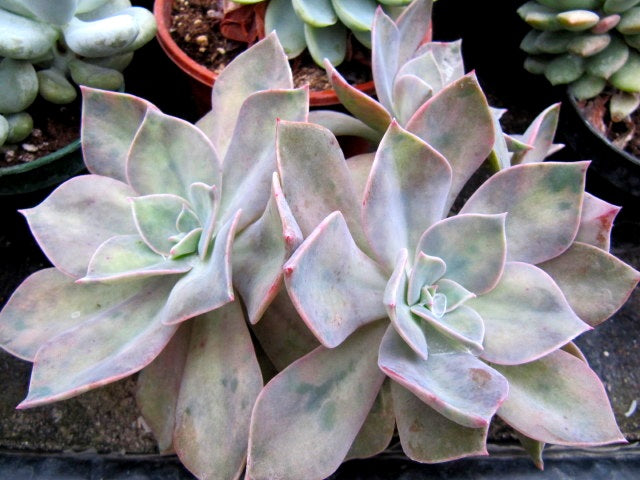 Graptopetalum paraguayense x Echeveria gibbiflora - FRED IVES - Graptoveria