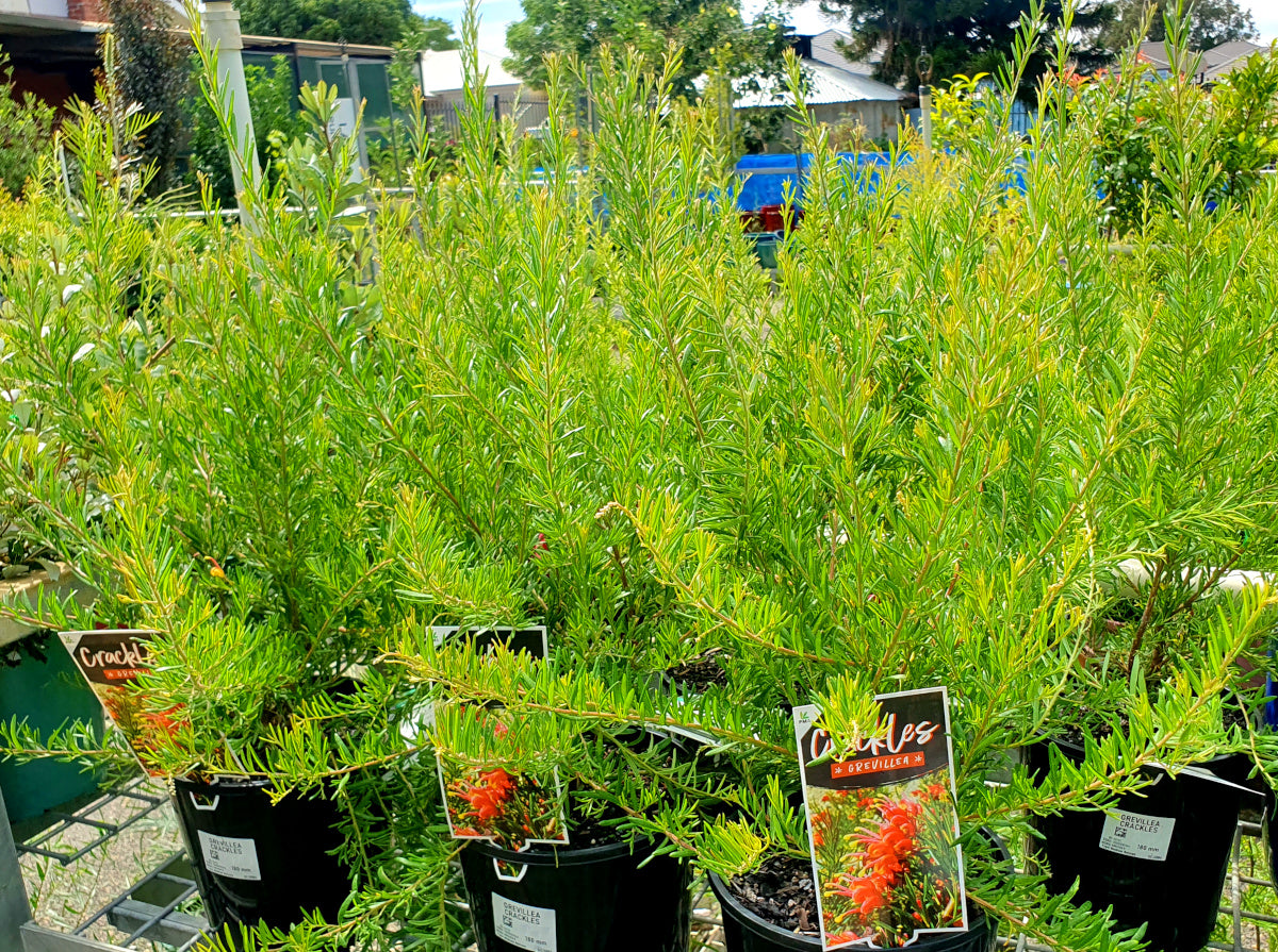 Grevillea - CRACKLES