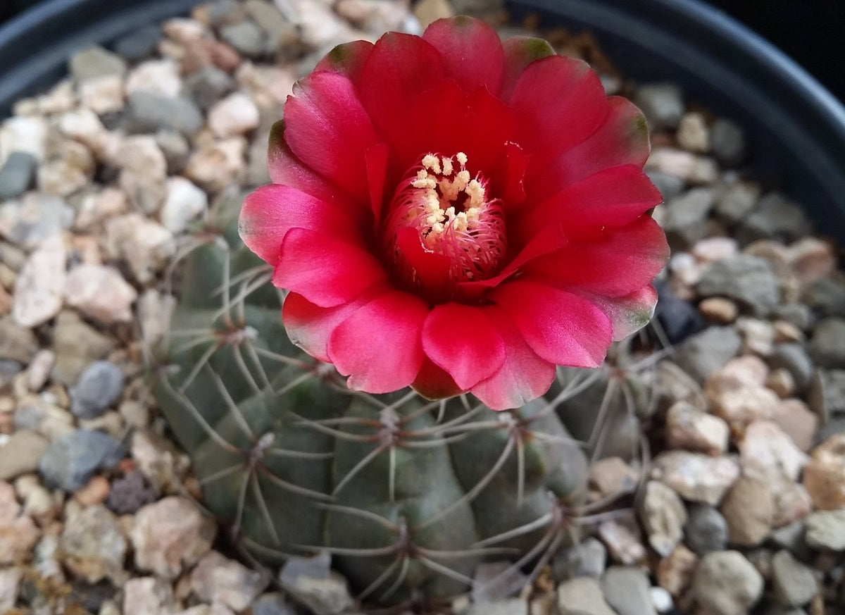 Gymnocalycium baldianum - Dwarf Chin Cactus