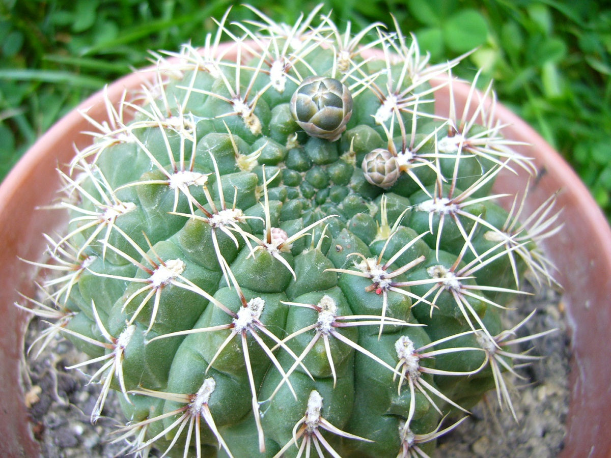Gymnocalycium baldianum - Dwarf Chin Cactus