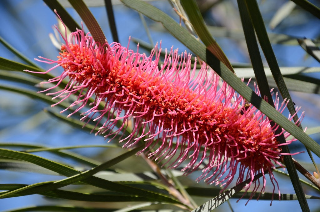 Hakea francisiana - Bottlebrush Hakea