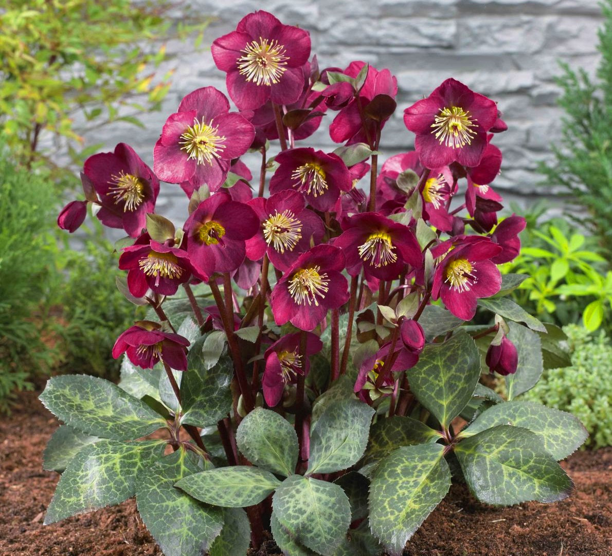 Helleborus - ANNAS RED - Hellebore 'ABCRD02' PBR
