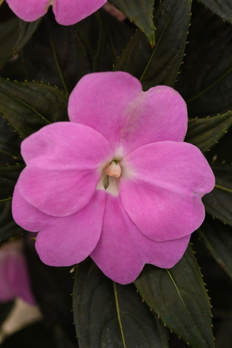 Impatiens hawkeri - Clockwork™ LAVENDER - New Guinea Impatiens