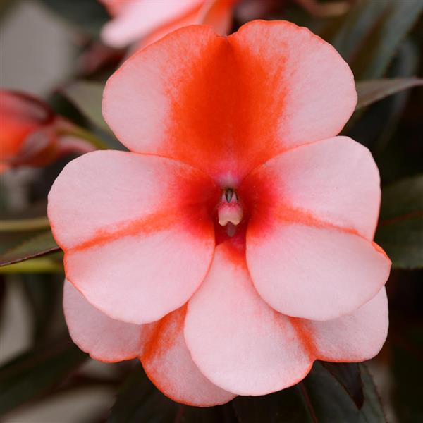 Impatiens hawkeri - Clockwork™ ORANGE STRIPE - New Guinea Impatiens