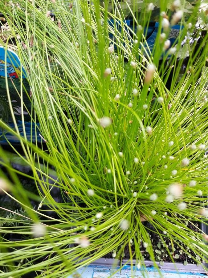Isolepis cernua - Fibre Optics