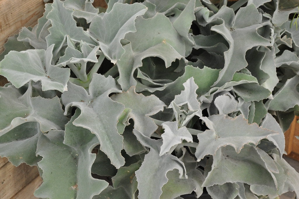 Kalanchoe beharensis - OAK LEAF - Elephants Ear Kalanchoe