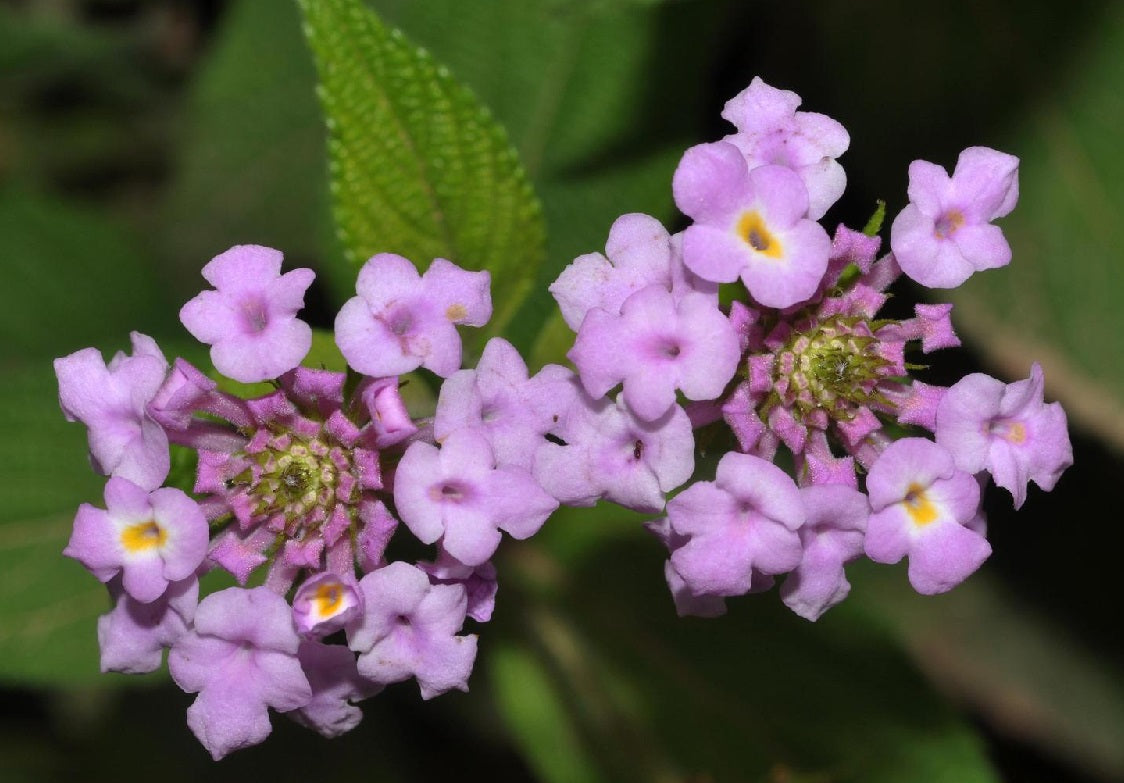 Lantana montevidensis - Purple Trailing Lantana