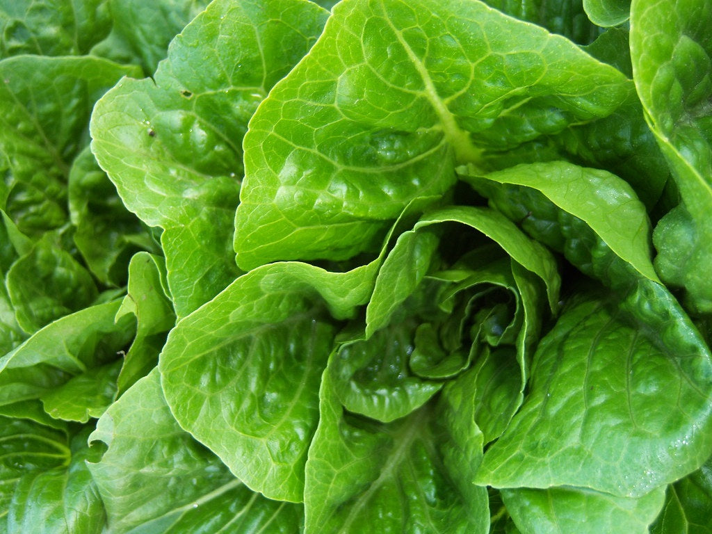 Lettuce - COS - Lactuca sativa