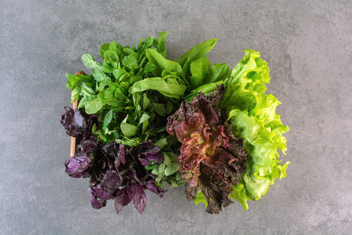 Lettuce - Mixed - Lactuca sativa