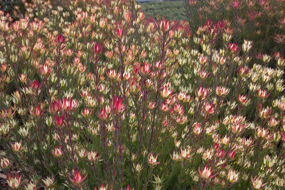 Leucadendron laureolum x salignum - AMY - Golden Sunshine Conebush