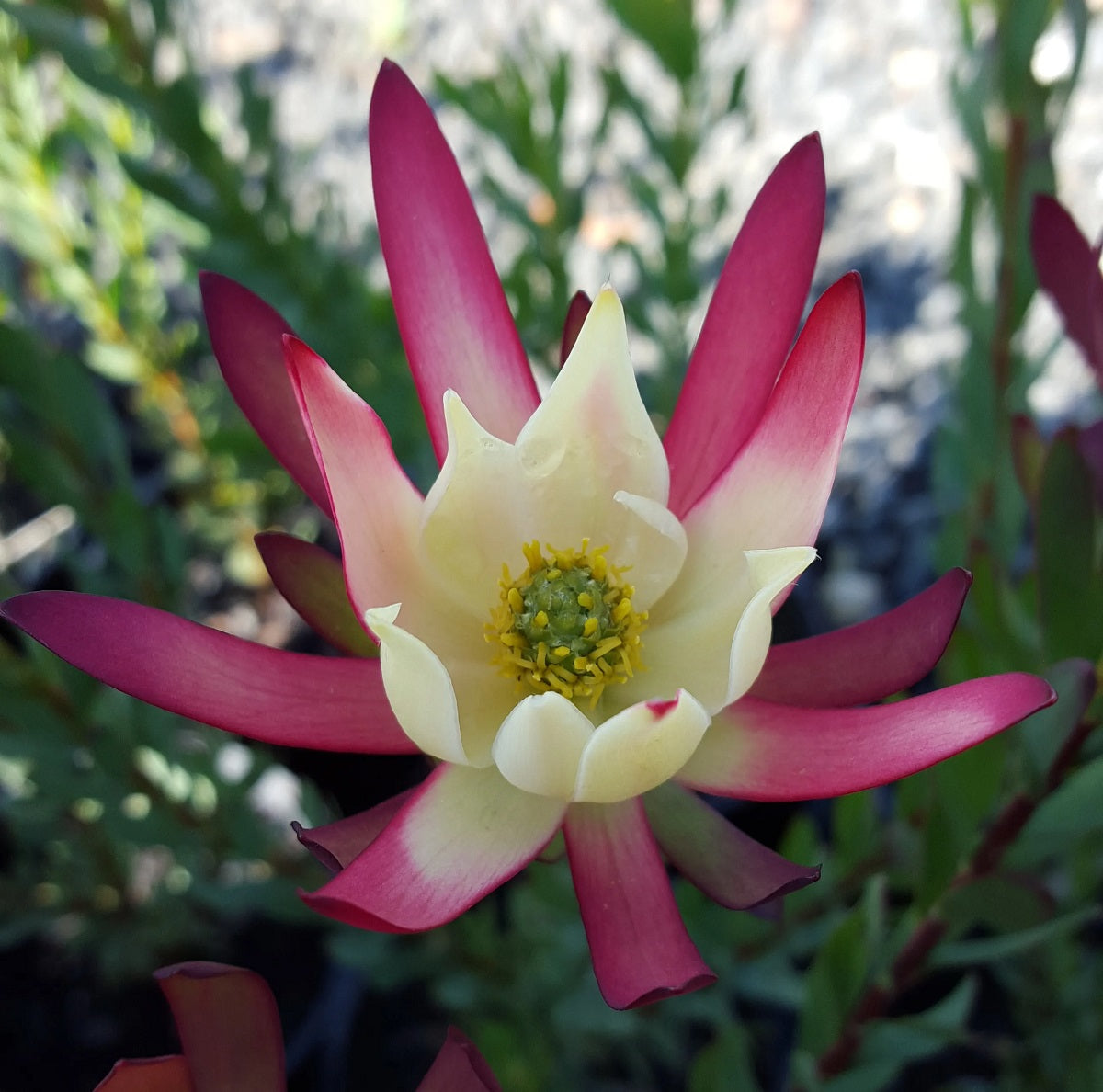 Leucadendron laureolum x salignum - AMY - Golden Sunshine Conebush