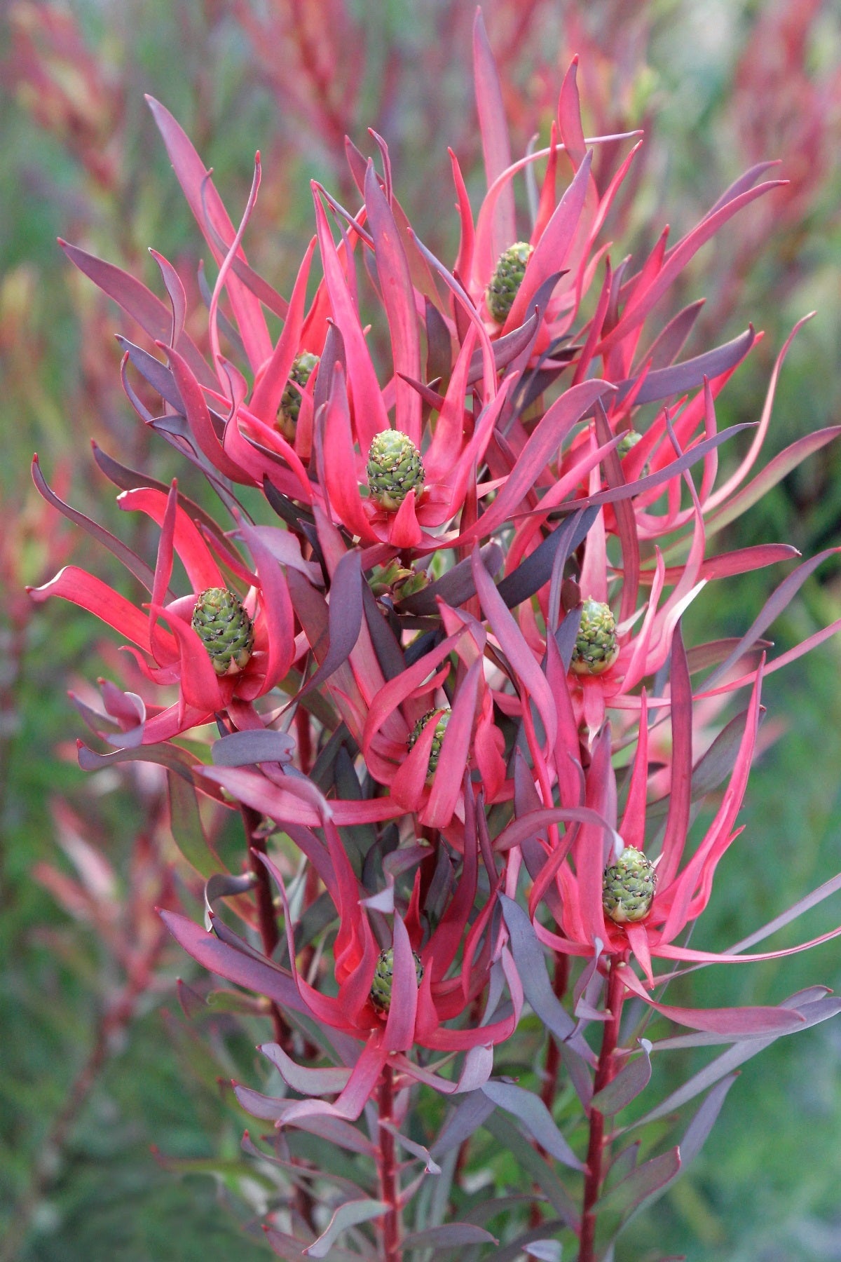 Leucadendron salignum - GYPSY RED - Sunshine Conebush