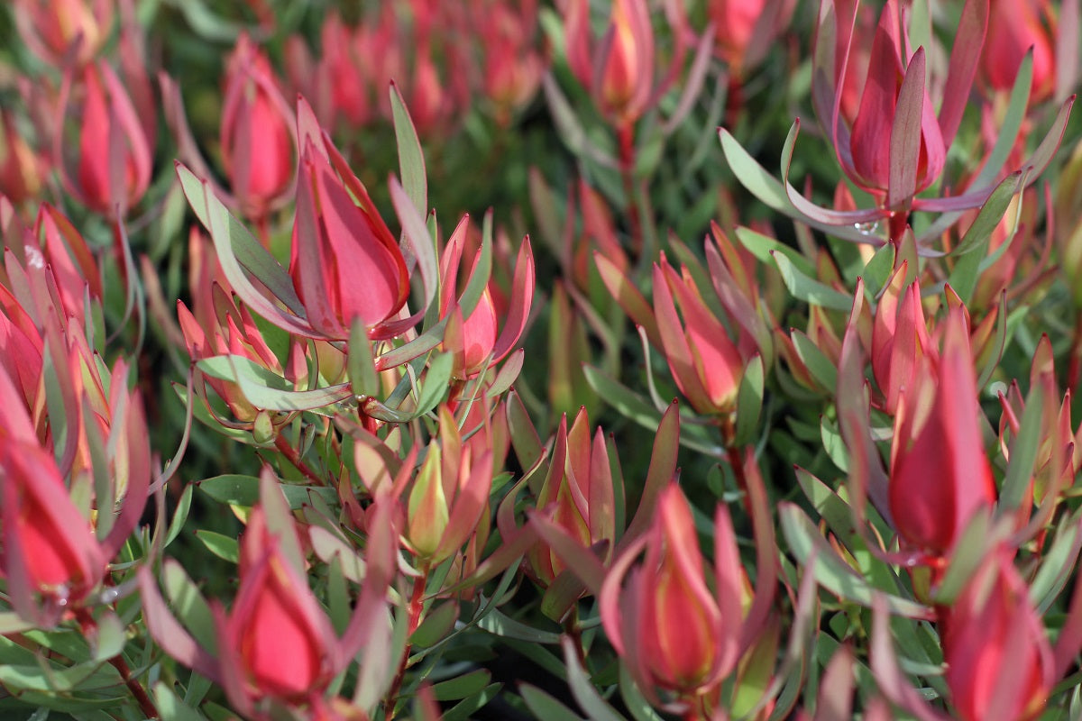 Leucadendron salignum - HARLEQUIN - Sunshine Conebush